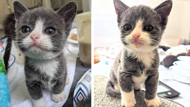 Gatito diminuto que tiene la mitad del tamaño para su edad está decidido a vivir una vida plena