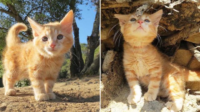 Gatito encontrado en estacionamiento encuentra familia