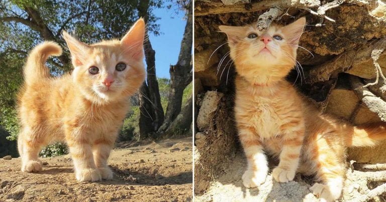 Gatito encontrado en estacionamiento encuentra familia