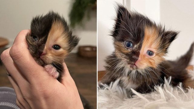 Gatito quimera huérfano parece dos gatos