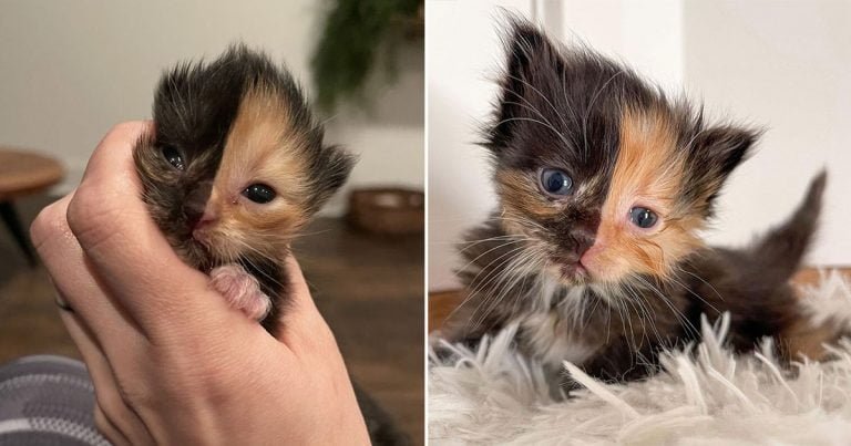 Gatito quimera huérfano parece dos gatos