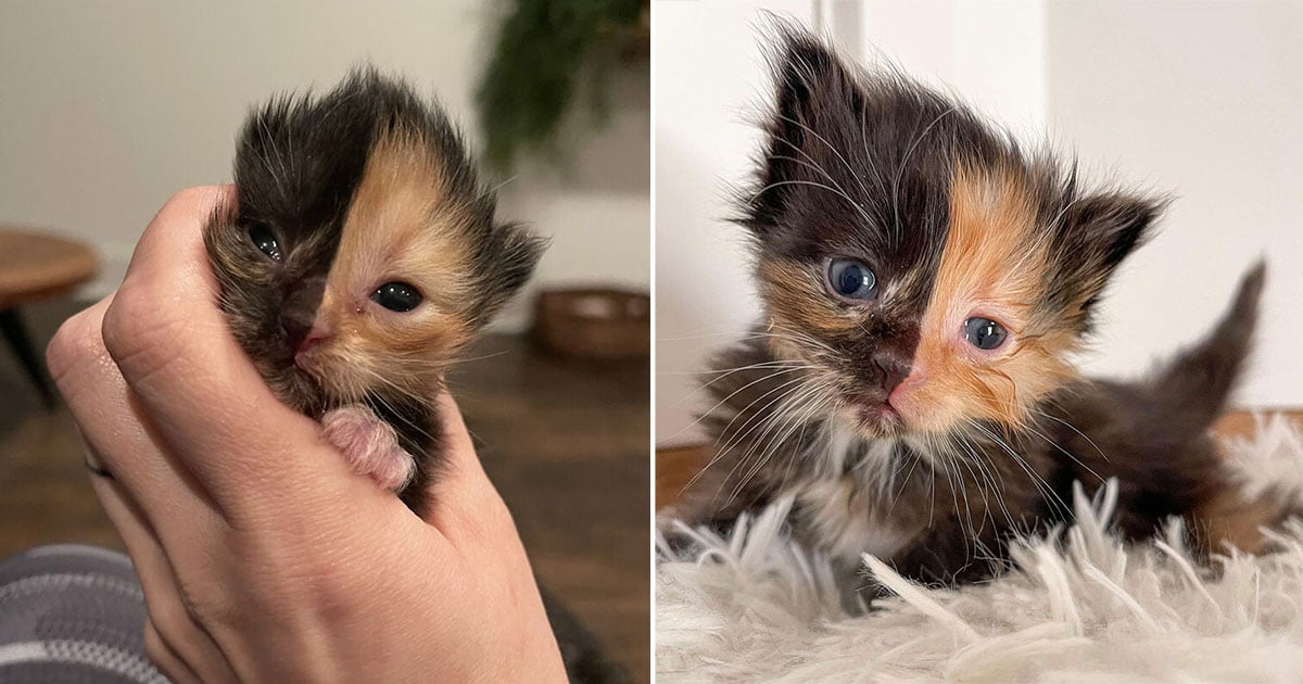 Gatito quimera huérfano parece dos gatos