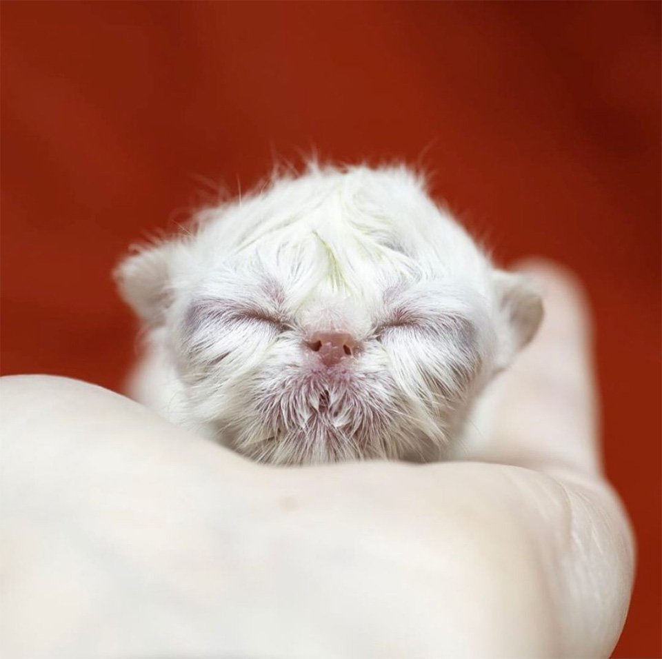 Gatito recién nacido abuelito