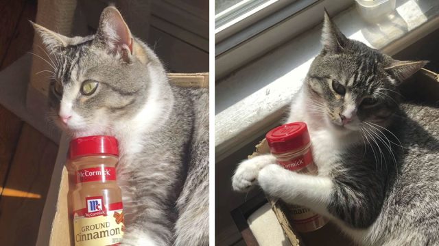 Gatito se encuentra con una botella de canela vacía y no la deja por nada
