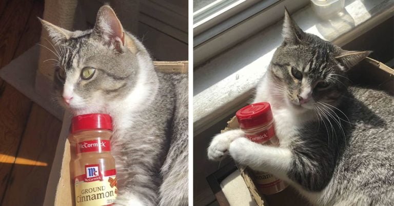 Gatito se encuentra con una botella de canela vacía y no la deja por nada