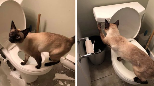 Gatito tira de la cadena del inodoro las 24 horas del día, los 7 días de la semana