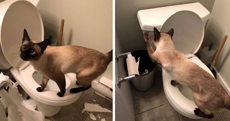Gatito tira de la cadena del inodoro las 24 horas del día, los 7 días de la semana