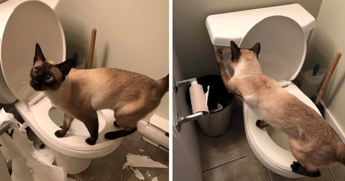 Gatito tira de la cadena del inodoro las 24 horas del día, los 7 días de la semana