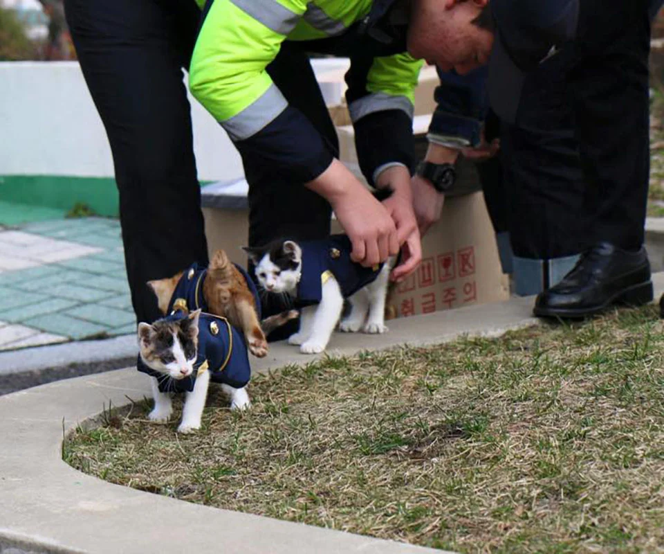 Gatitos con uniforme