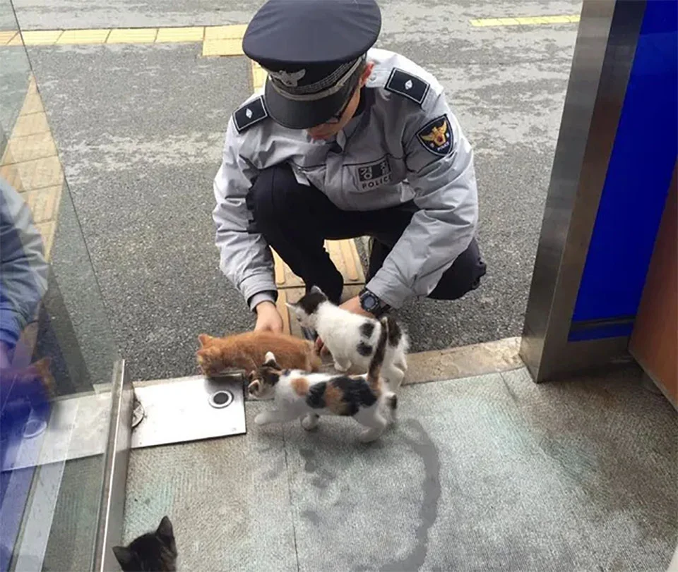 Gatitos en la estación