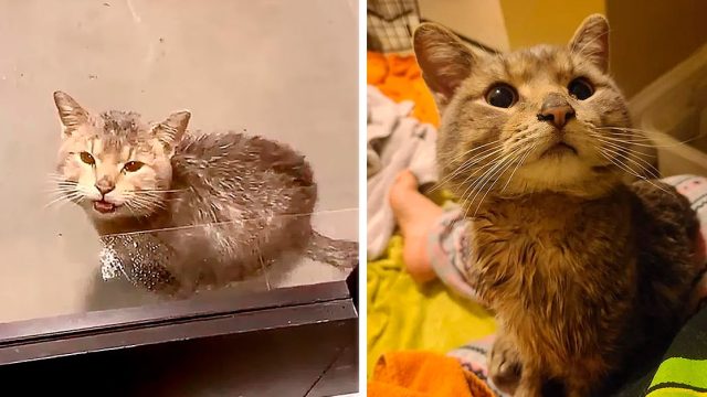 Gato llorando en la puerta antes y después en la cama