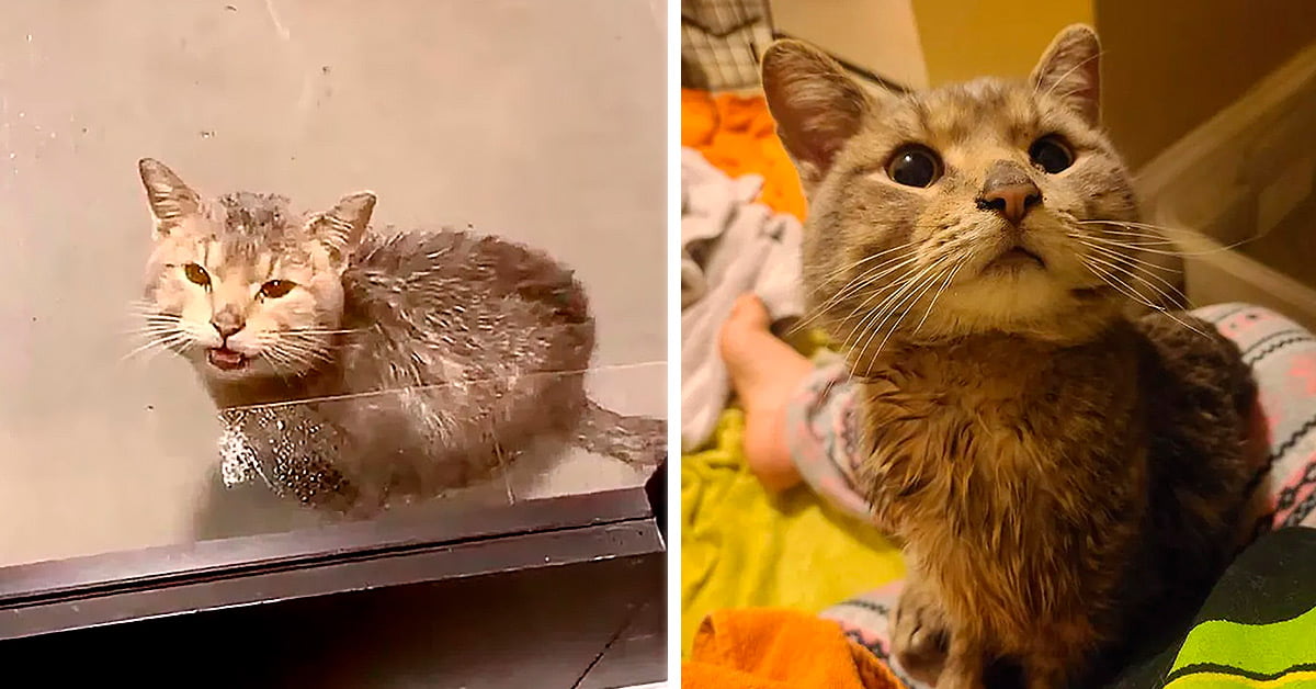 Gato llorando en la puerta antes y después en la cama