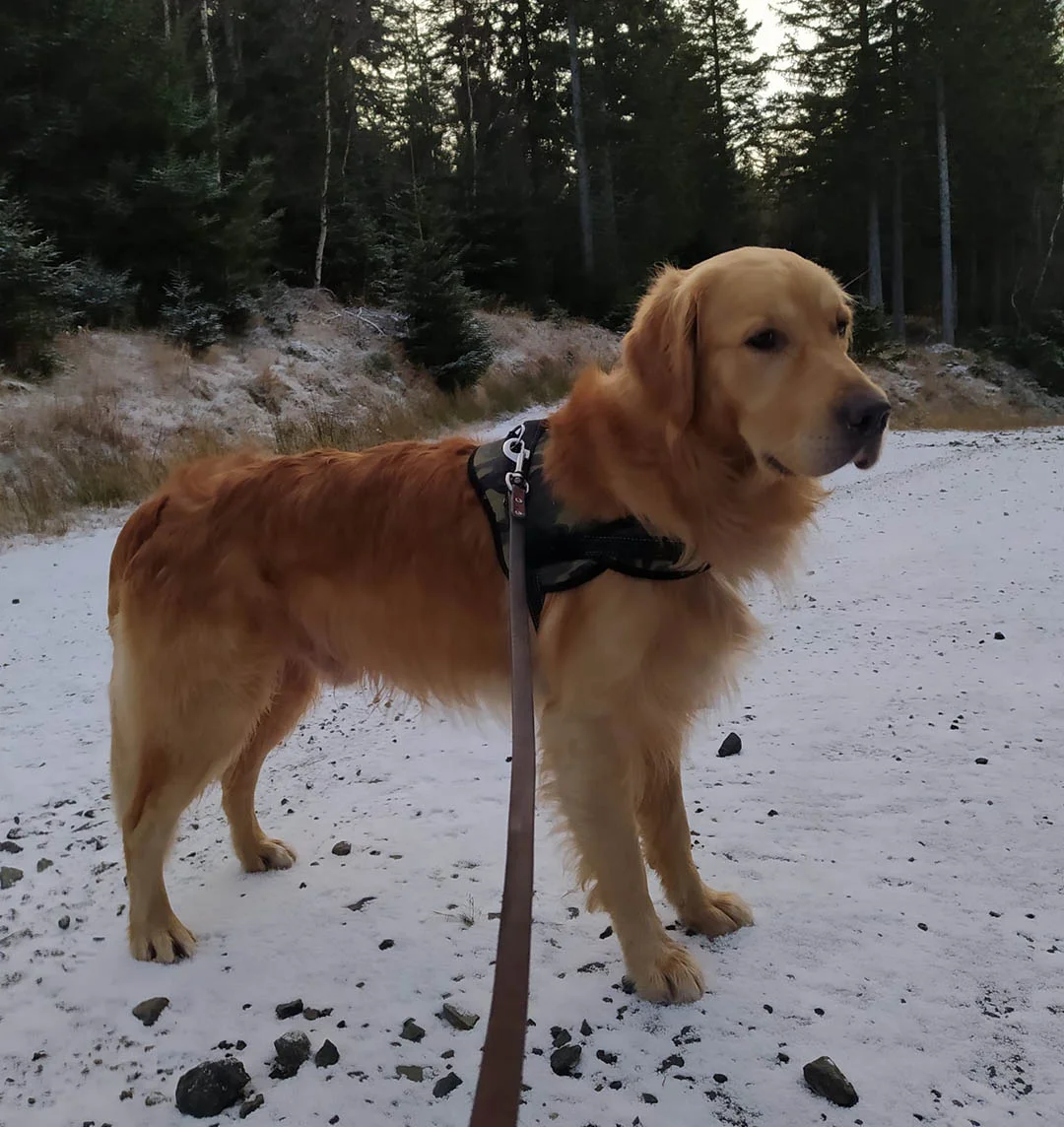 Perro héroe lleva a su papá a un agujero donde quedó atrapado un perro perdido 2 Gucio perdido