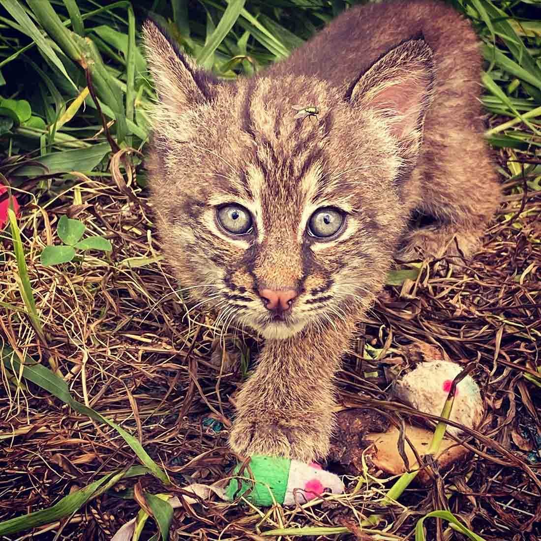 Lince rojo rescatado realmente ama acurrucarse con las verduras 1 Hermoso lince rescatado
