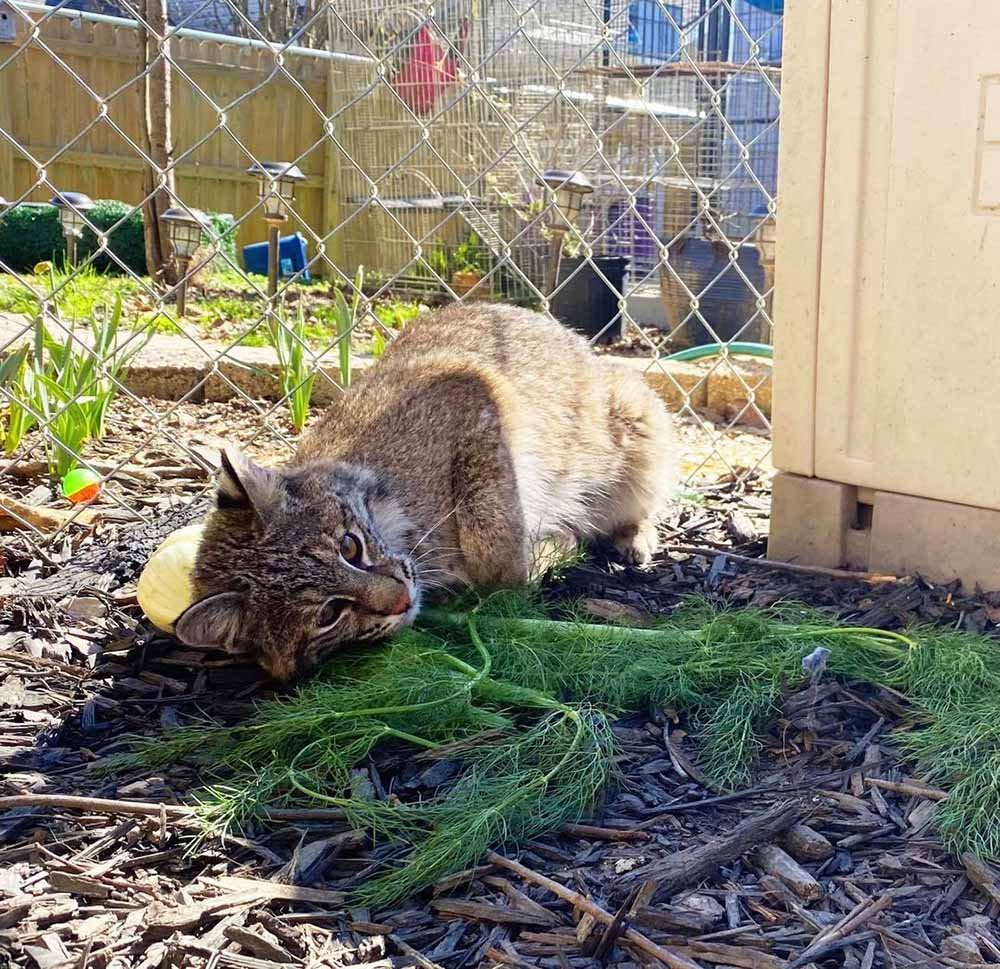 Lince rojo rescatado realmente ama acurrucarse con las verduras 5 Lince ama acurrucarse con las verduras