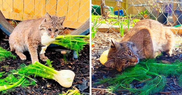 Lince rojo rescatado realmente ama acurrucarse con las verduras