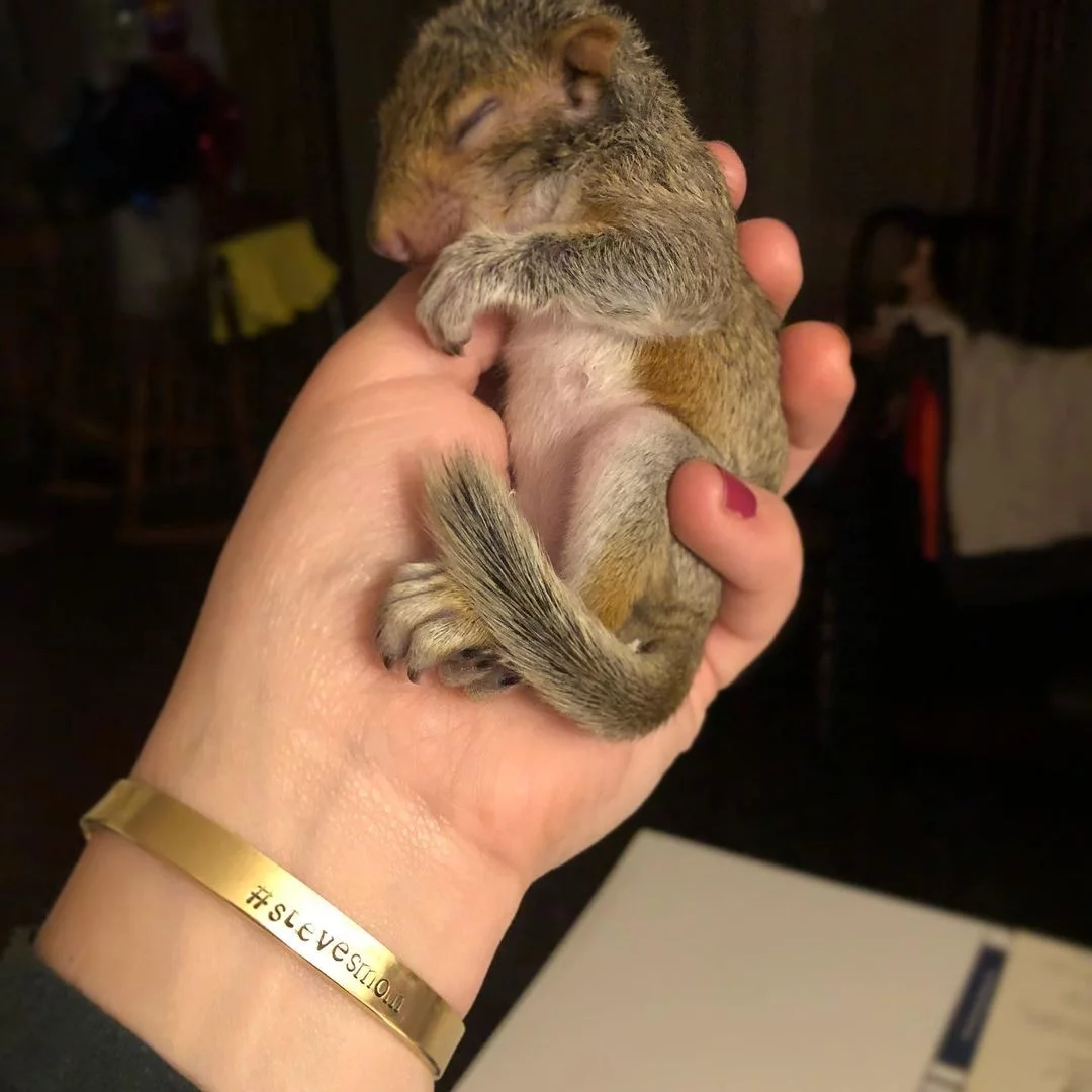 Mujer ayuda a una ardilla bebé abandonada en la acera y años después todavía la visita 5 Mujer ayuda a una ardilla bebé abandonada