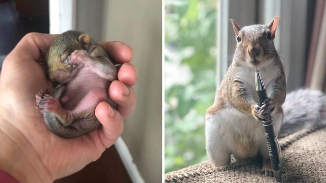 Mujer ayuda ardilla bebé aun visita