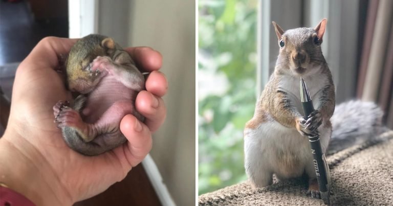 Mujer ayuda a una ardilla bebé abandonada en la acera y años después todavía la visita