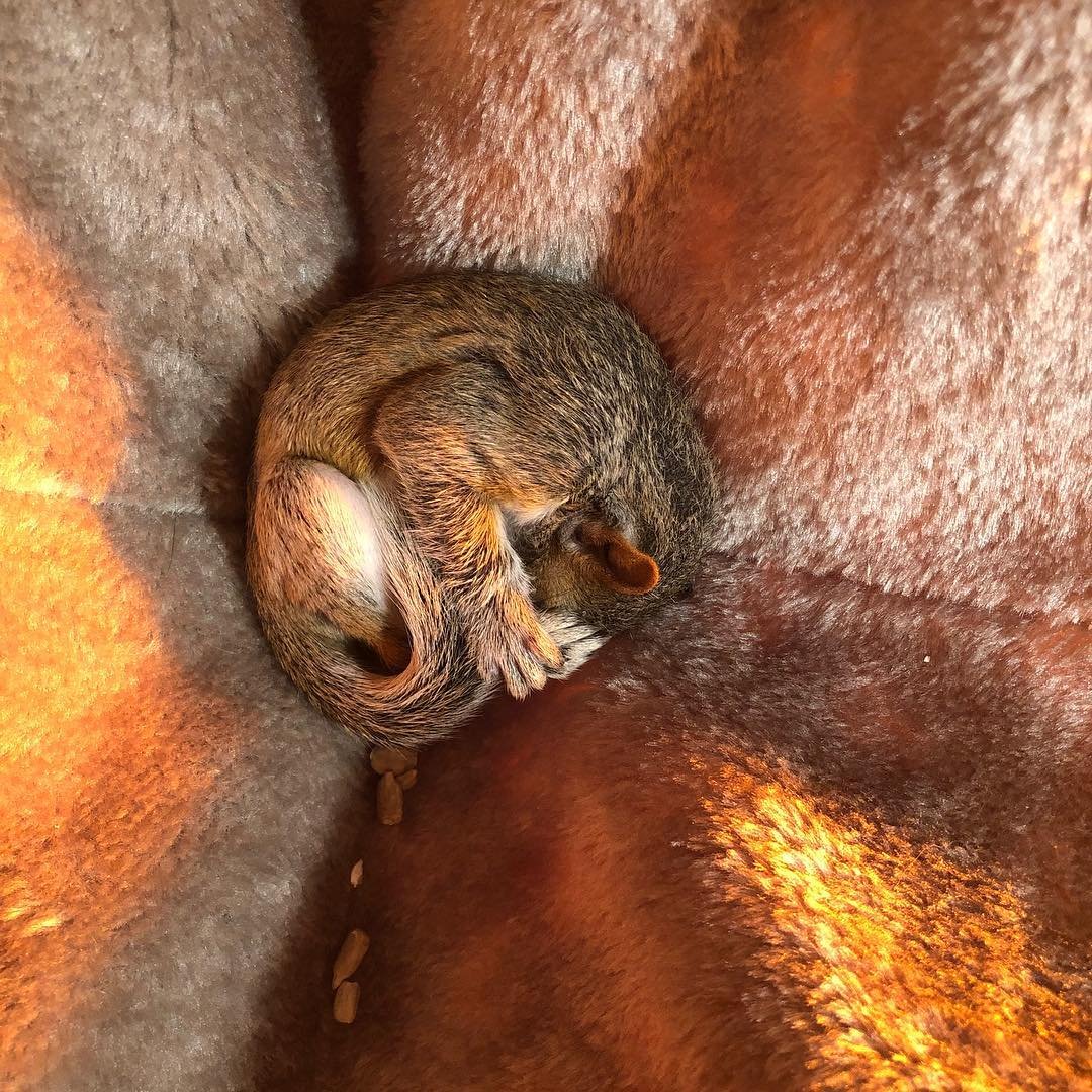 Mujer ayuda a una ardilla bebé abandonada en la acera y años después todavía la visita 6 Pequeña ardilla adorable