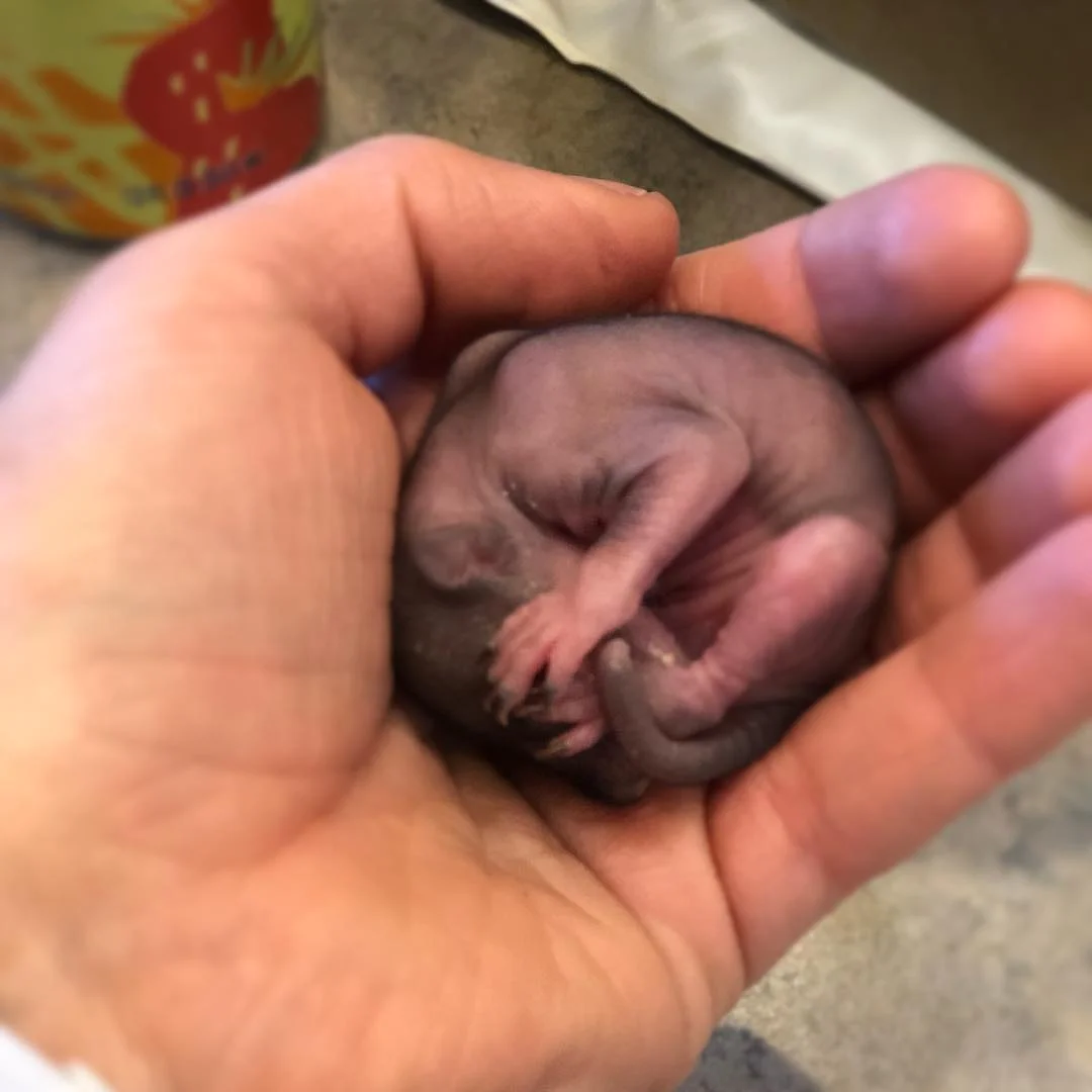 Mujer ayuda a una ardilla bebé abandonada en la acera y años después todavía la visita 1 Pequeña ardilla