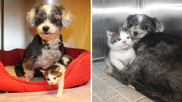 Perrita salvó cuidó gatita huérfana propio cachorro