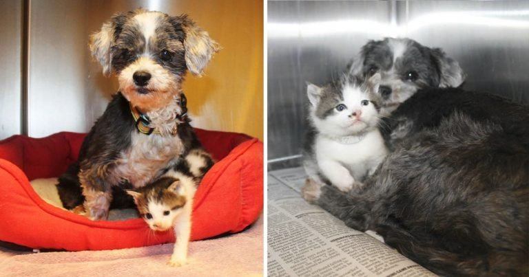 Perrita salvó cuidó gatita huérfana propio cachorro