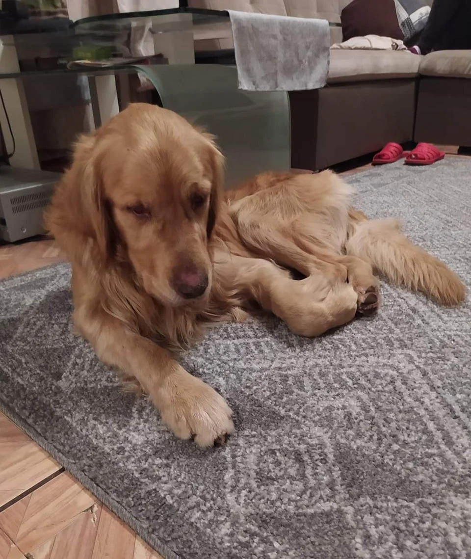 Perro héroe lleva a su papá a un agujero donde quedó atrapado un perro perdido 6 Perro héroe lleva a Gucio