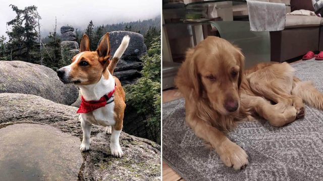 Perro héroe lleva papá a un agujero