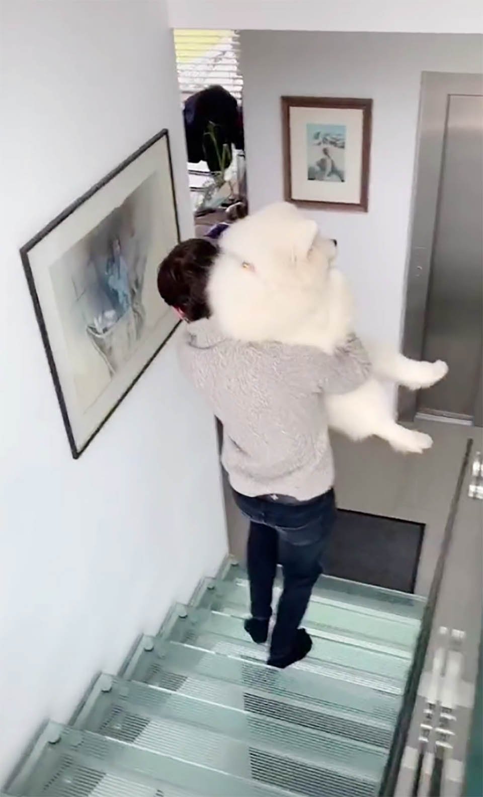 Perro le tiene miedo a las escaleras
