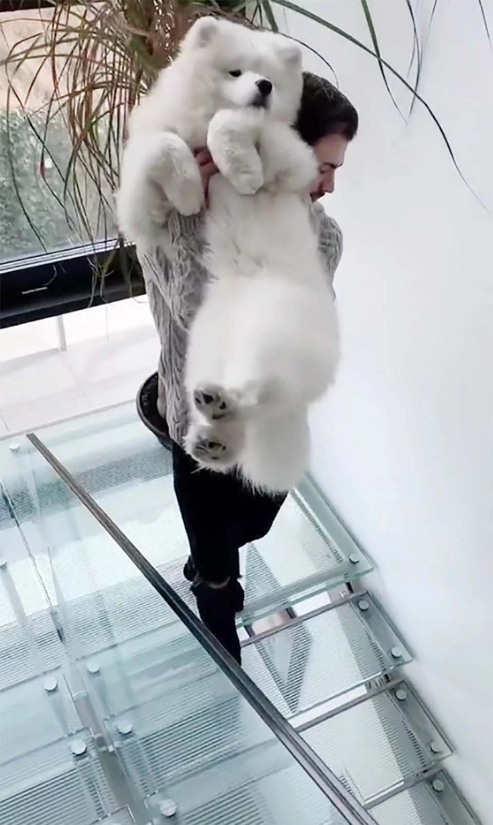 Perro se niega a bajar escaleras invisibles