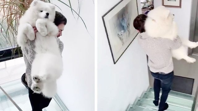 Perro se niega rotundamente a bajar escaleras 'invisibles'