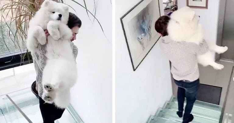 Perrita se niega rotundamente a bajar las escaleras ‘invisibles’