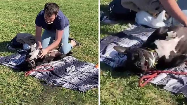 Perro ve que un extraño tiende una manta y asume que es para él