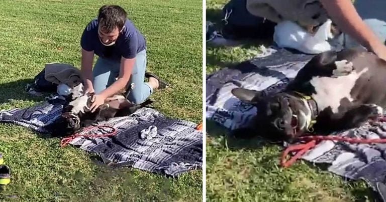 Perrita ve que un extraño tiende una manta e inmediatamente asume que es para ella