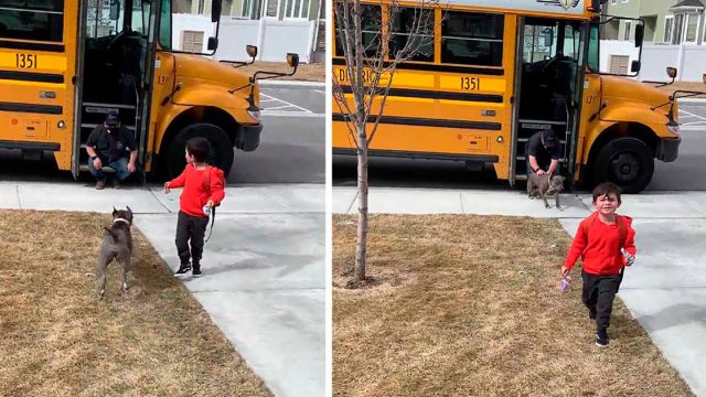 Pitbull agradece al conductor del autobús todos los días por traer a su hermanito