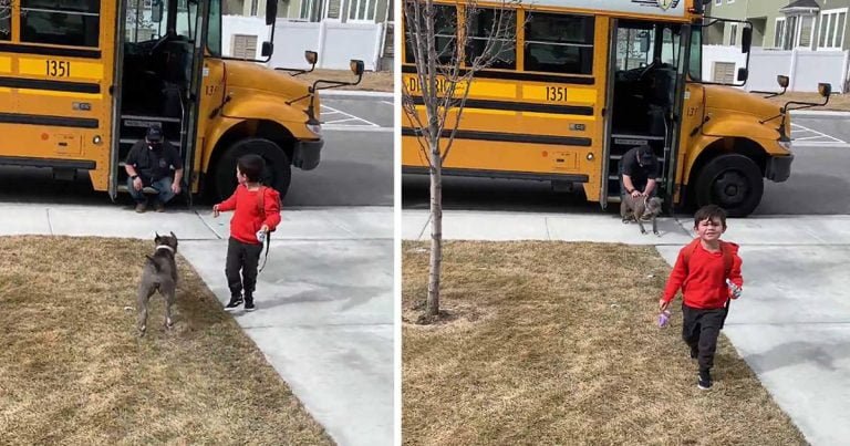 Pitbull agradece al conductor del autobús todos los días por traer a casa a su hermanito