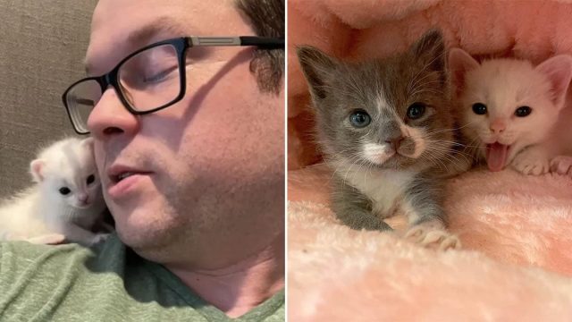 Vida de estos gatitos unidos cambió