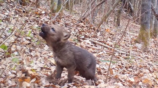 Cámara capta primeros aullodos cachorro lobo
