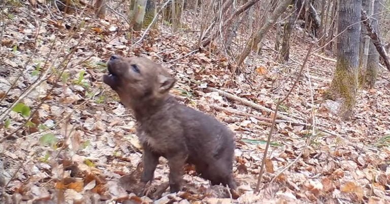Cámara de seguimiento capta los primeros aullidos de un cachorro de lobo adorablemente diminuto