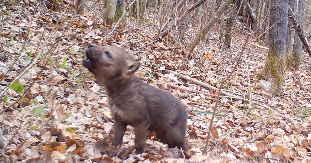Cámara capta primeros aullodos cachorro lobo