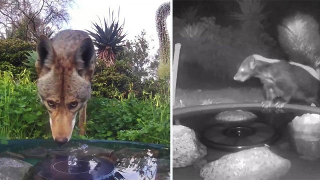 Cámara oculta capta animales que comparten una fuente de agua en el patio trasero