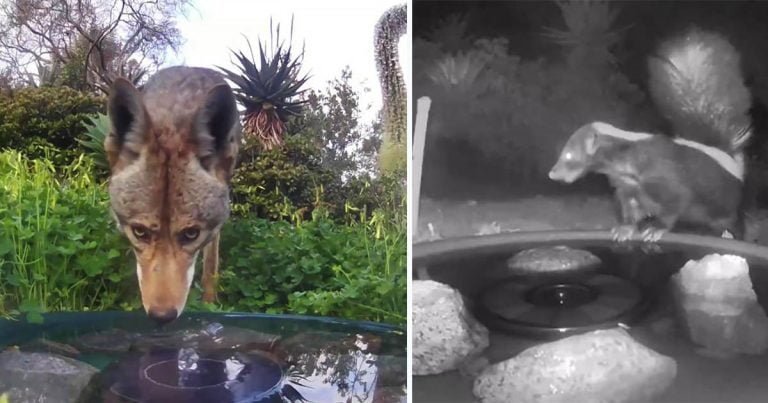Cámara oculta capta animales que comparten una fuente de agua en el patio trasero
