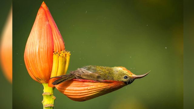 El pájaro más pequeño usa un pétalo de flor como bañera