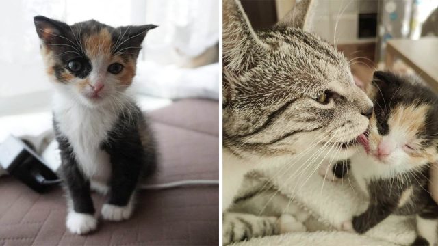Gata acoge a una pequeña gatita que fue encontrada sola en un jardín