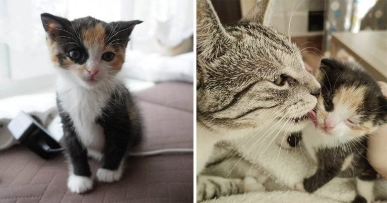 Gata acoge a una pequeña gatita que fue encontrada sola en un jardín