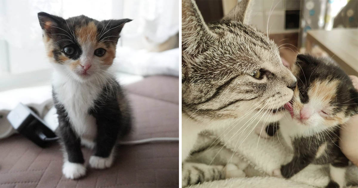 Gata acoge a una pequeña gatita que fue encontrada sola en un jardín