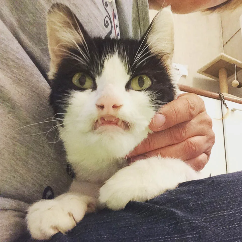 Gatita con adorable sonrisa