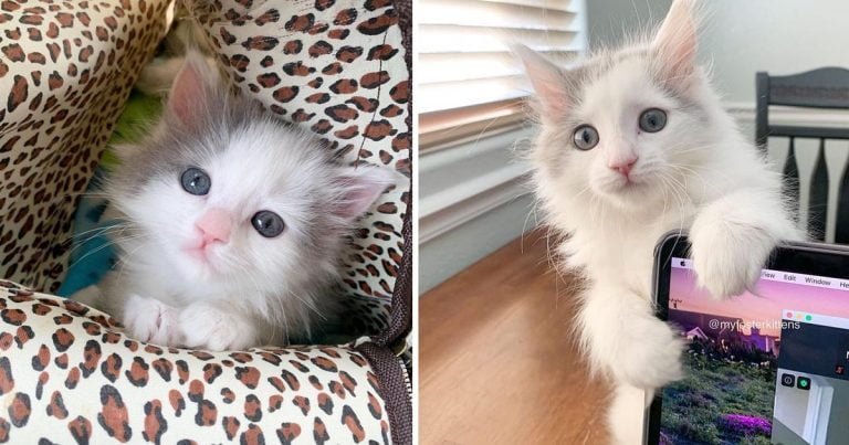 Gatita encontrada en un patio muestra su espíritu de lucha y está decidida a prosperar