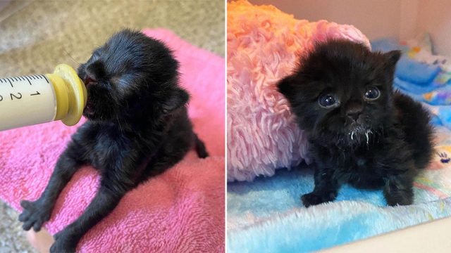 Gatita encontrada sola tiene personalidad fuerte